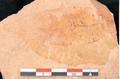 Foto (Detailansicht) von Sapindus falcifolius Braun (NHMW-GEO-2024-0188-8024)